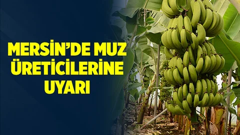 Mersin'de Muz Üreticilerine Önemli Uyarı Yapıldı