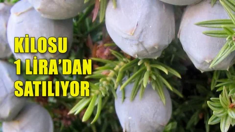 Mersinli Çiftçiler Kozalağın Kilosunu 1 Liradan Satıp Kazanç Elde Ediyor