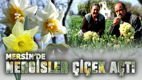 Ülke Soğukla Boğuşurken, Mersin'de Nergisler Açtı