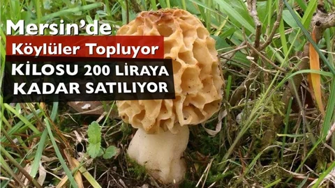 Mersinli Köylüler Doğadan Toplayıp Kilosunu 200 Liradan Satıyor
