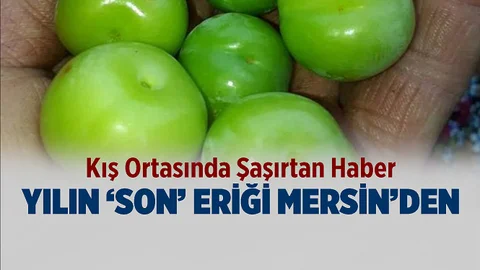 Mersin'deki Erik Ağacı Kış Ortasında Meyve Verdi