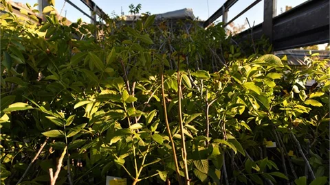 Mersin'de Üreticilere Bir Günde 30 Bin Fidan Dağıtıldı