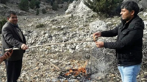 30 Metrelik Ağaçlardan Mantar Topluyor