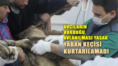 Yaban Keçisini Avlayanlara 21 Bin Lira Ceza Yazıldı