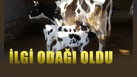 Mersin'deki Minik Buzağı İlgi Odağı Oldu