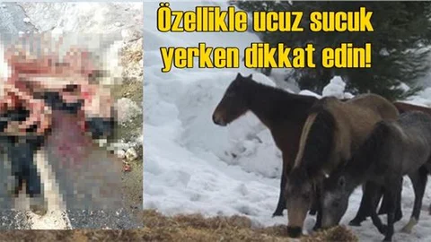 Özellikle Ucuz Sucuk Yerken Dikkat Edin! Mersin'de Yılkı Atını Kesmişler