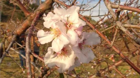 Mersin Silifke'de Yağışlı Havaların Ardından, Sıcak Geçen Günlerde Badem Ağaçları Çiçek Açtı