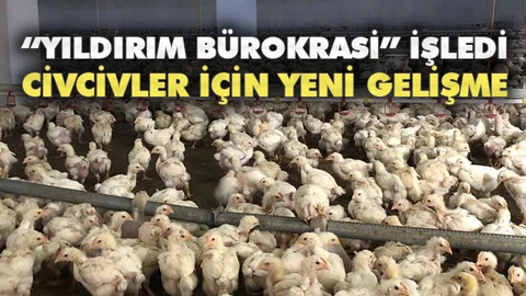 Açlıkla Telef Olmaya Terk Edilen Civcivler İçin İyi Haber