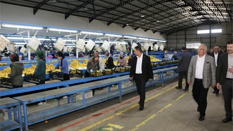 Limonla Ünlü Mersin Erdemli İlçesinde Limon İçin Patent Başvurusu Yapılacak, Tarımsal Üretimde Büyük Payı Var