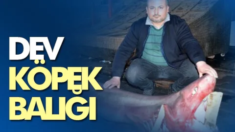 Köpek Balığı İlgi Odağı Oldu