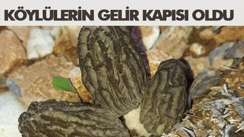 Mevsimi Gelince, Büyük Gelir Kapısı Oldu