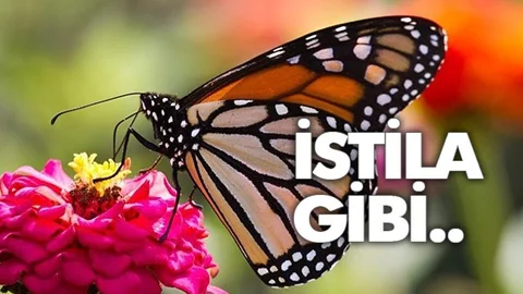 Kelebek İstilasının Nedeni Belli Oldu