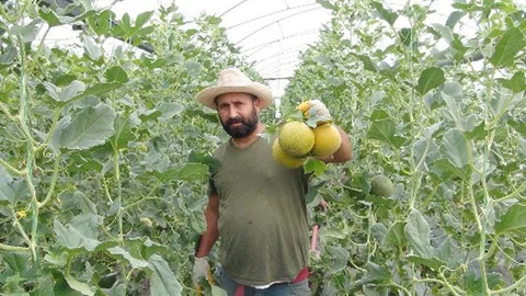 İlk Hasat Mersin’de Başladı