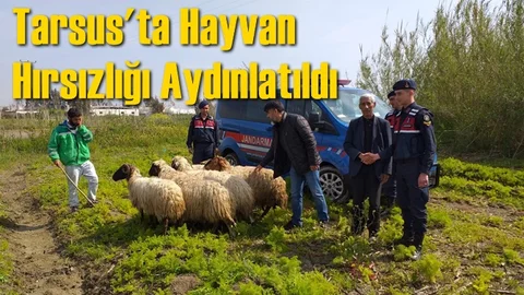Mersin Tarsus'ta Hayvan Hırsızlığı Olayı Jandarma Tarafından Aydınlatıldı