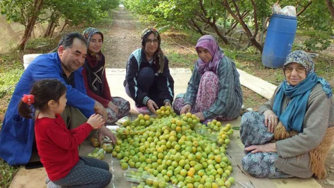 Türkiye’nin İlk Kayısı Hasadı Mersin Silifke’den