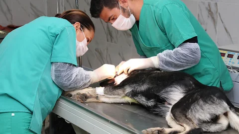Mersin Büyükşehir Belediyesi, Sokak Köpeği Garip’e Sahip Çıktı