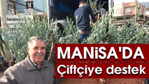 Manisa Şehzadeler Ziraat Odası, Üreticilere 35 Bin Trilye Cinsi Zeytin Fidanı Dağıttı