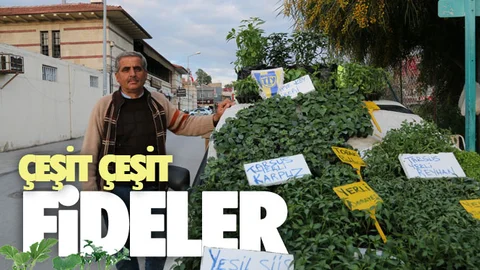 Çeşit Çeşit Fideler, Şimdi Dikim Vakti!