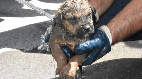 Yavru Köpek Kurtarılırken, Annesi Başında Bekledi
