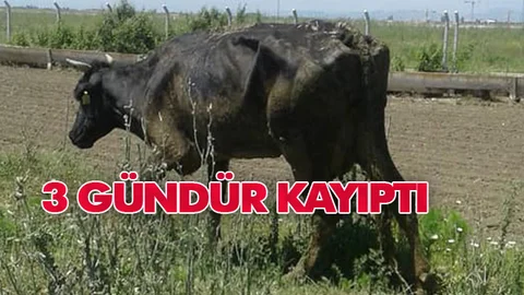 3 Gündür Kayıptı