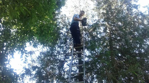 Yaramaz Kedi Ağaçta Mahsur Kaldı