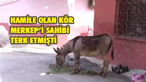Gözleri Görmeyen Hamile Eşeği, Sahibi Terk Etmişti