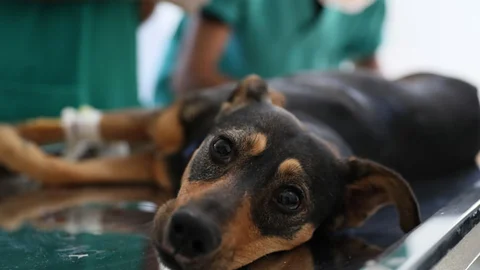 Mersin Büyükşehir Belediyesi, Sahipsiz Hayvanları Koruması Altına Alarak, Yaralarını Sarıyor