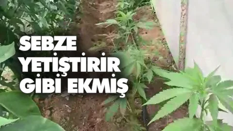 Sebze Yetiştirir Gibi Seraya Hint Keneviri Ekmiş