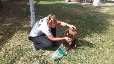 Sokak Köpeğini Defalarca Bıçakladılar