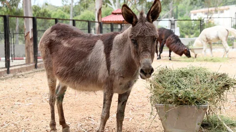 Kadifenin Şansı Döndü