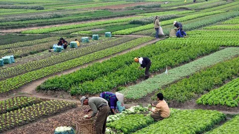 Bitkisel Üretimin Bir Önceki Yıla Göre Artacağı Tahmin Edildi