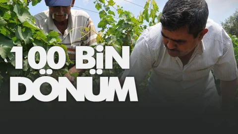 Sezonun İlk Hasadı Mersin'de