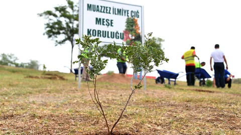 Mersin'de Muazzez İlmiye Çığ İçin 105 Meşe Fidanı Dikildi