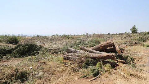 Mezitli Belediye Başkanı Tarhan, Talana Karşı Duruşunu Sürdürüyor