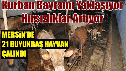 Mersin'de 21 Adet Büyükbaş Hayvan Çalındı
