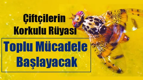 Çiftçilerin Korkulu Rüyası İle Toplu Mücadele Edilecek