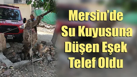 Mersin’de Su Kuyusuna Düşen Eşek Telef Oldu