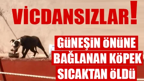 Çatıya Zincirle Bağlanan Köpek Sıcaktan Yaşamını Yitirdi