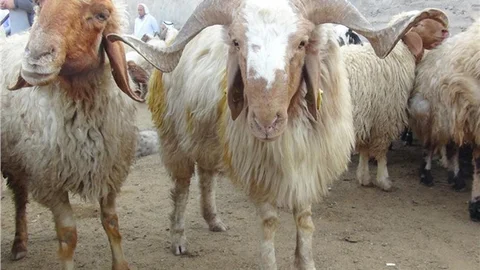 Kurban Kesim Bedelleri Belli Oldu