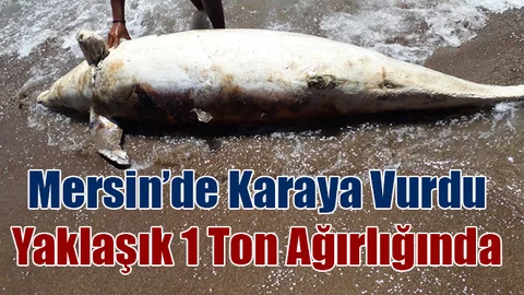 Mersin’de Yunus Balığı Sahile Vurdu