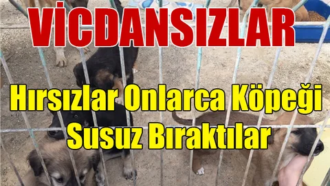 Hırsızlar Onlarca Köpeği Susuz Bıraktılar