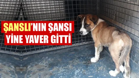 Şanlı, Yine Şanslı Çıktı