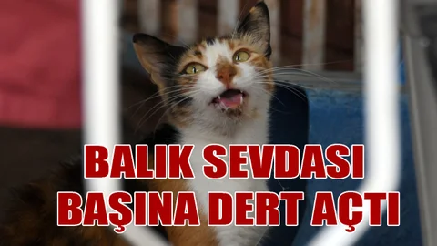 Mersin’de Kedinin Ağzına Balık İğnesi Battı