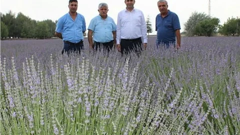 Çamlıyayla Lavanta Kokuyor