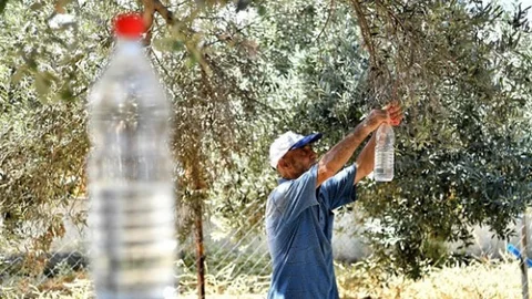 Anamur Ziraat Odasından Üreticilere Zeytin Sineği İle Mücadele Tavsiyesi