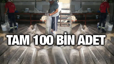 Mersin'de Tam 100 Bin Adet