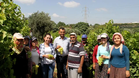 Büyükşehir Üzüm Üreticilerinin Yanında, Üzüm Üreticilerinin Hasat Heyecanına Ortak Oldu