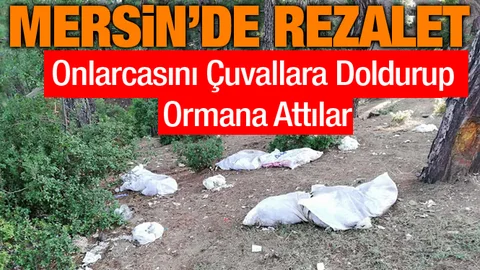 Mersin'de Rezalet