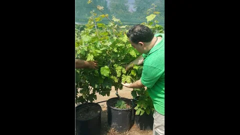 Tarsus Beyazı Üzüm'ün Taneleme Sorunu Çözüldü