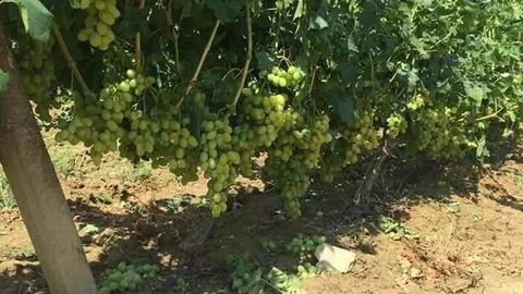 Yaz Ayında Dolu Üzüme Zarar Verdi